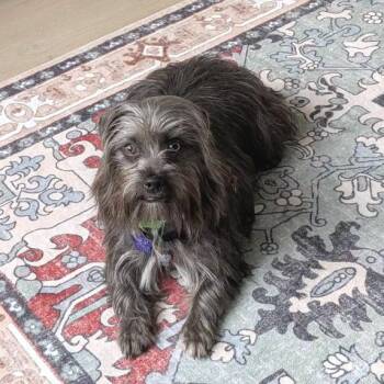 Robin -  Terrier and Mixed Breed Dog for Adoption in San Francisco, California - Robin | PetCurious