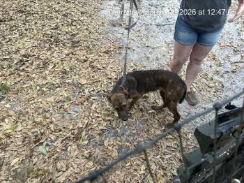 Hound Dogs Available for Adoption - AMORA | PetCurious