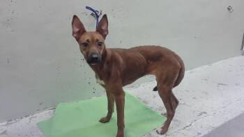 HARLEY -  Staffordshire Bull Terrier and Mixed Breed Dog for Adoption in Houston, Texas - HARLEY | PetCurious