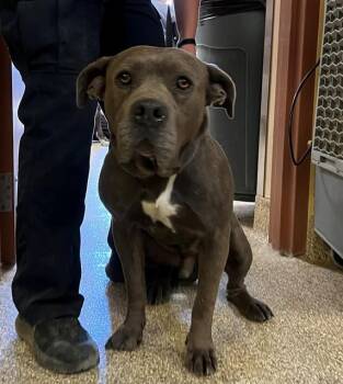 A1913763 -  Pit Bull Terrier Dog Available for Adoption in Blythe, California - A1913763 | PetCurious