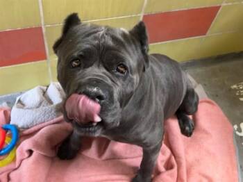 Mastiff Dogs Available for Adoption - MOJO JOJO | PetCurious