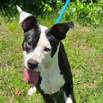 Monty -  Terrier and Mixed Breed Dog for Adoption in Anniston, Alabama - Monty | PetCurious