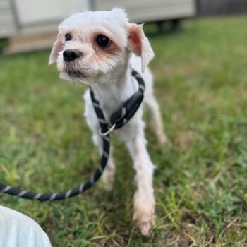 Angie -  Maltese and Shih Tzu Dog for Adoption in Houston, Texas - Angie | PetCurious