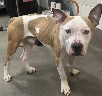 Pit Bull Terrier Dogs Available for Adoption - SLATE | PetCurious