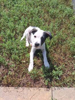 Eddie -  Rat Terrier and Terrier Dog for Adoption in South Elgin, Illinois - Eddie | PetCurious