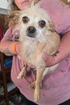 Chihuahua Dogs Available for Adoption - Dazee | PetCurious