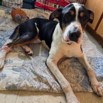 Max -  Mixed Breed Dog for Adoption in Melrose, Florida - Max | PetCurious