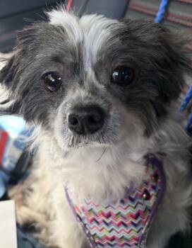 Shih Tzu Dogs Available for Adoption - Little Girl (in Foster Home) | PetCurious