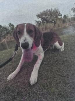 Foxhound Dogs Available for Adoption in Daytona Beach, Florida - Livia - 2 | PetCurious