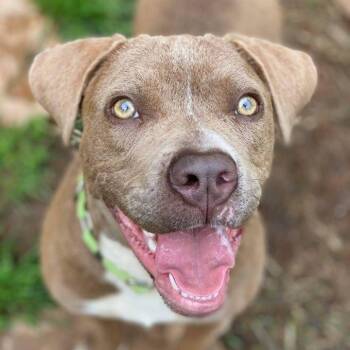 Jubilee -  American Bulldog Dog for Adoption in Roswell, Georgia - Jubilee | PetCurious