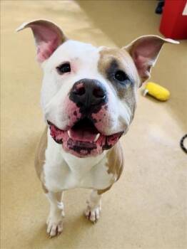 Pit Bull Terrier Dogs Available for Adoption in Derwood, Maryland - BRUCE | PetCurious