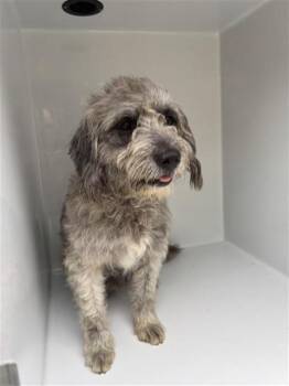 THEO -  Schnauzer and Poodle Dog for Adoption in Houston, Texas - THEO | PetCurious