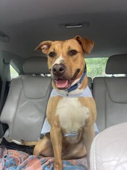 Mixed Breed Dogs Available for Adoption - Snuggles (Foster Or Adopter Needed!) | PetCurious