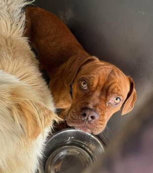 Rescue Dogue De Bordeaux Dogs for Adoption in Welch, Minnesota - Teddy | PetCurious