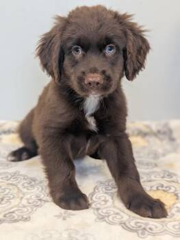 Scott -  Boykin Spaniel and Golden Retriever Dog for Adoption in Aiken, South Carolina - Scott | PetCurious