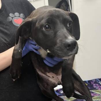 Terrier Dogs Available for Adoption in Birmingham, Alabama - Lolli | PetCurious