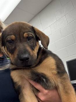 BANJO -  Bloodhound and Mixed Breed Dog Available for Adoption in Corpus Christi, Texas - BANJO | PetCurious