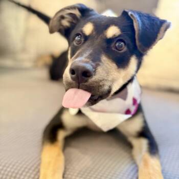 Howard-Howie the best fuzzy ears and soft -  Australian Kelpie Dog for Adoption in Mettawa, Illinois - Howard-Howie The Best Fuzzy Ears And Soft | PetCurious