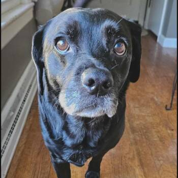 Rescue Black Labrador Retriever and Beagle Dogs for Adoption in Newport, Kentucky - Reggie | PetCurious