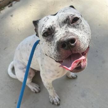 Daisy -  English Bulldog and Mixed Breed Dog for Adoption in Ojai, California - Daisy | PetCurious