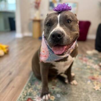 Betty Boop Squishy Sweetie -  Pit Bull Terrier and American Bully Dog for Adoption in Friendswood, Texas - Betty Boop Squishy Sweetie | PetCurious