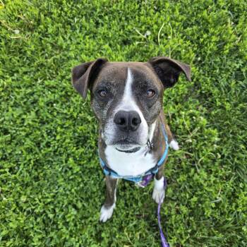 Rescue Boxer and Mixed Breed Dogs for Adoption in Des Moines, Iowa - Rae | PetCurious