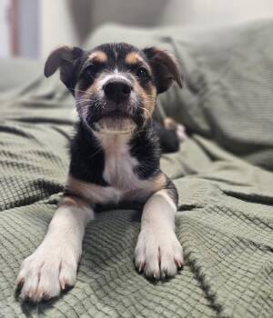Mixed Breed Dogs Available for Adoption - Jolie | PetCurious