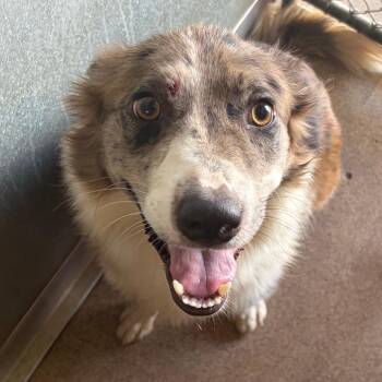 Dharma -  Australian Shepherd and Mixed Breed Dog for Adoption in Ardmore, Oklahoma - Dharma | PetCurious