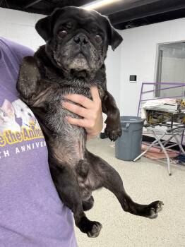Bear -  Pug Dog for Adoption in Blue Springs, Missouri - Bear | PetCurious