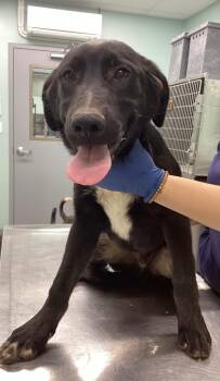 Terrier Dogs Available for Adoption in Athens, Tennessee - Coriander | PetCurious