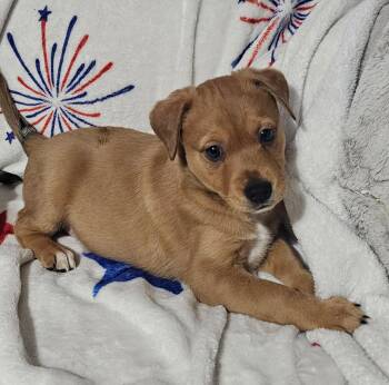 Nack -  Labrador Retriever Dog for Adoption in West Palm Beach, Florida - Nack | PetCurious