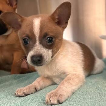 Chihuahua and Mixed Breed Dogs Available for Adoption in Woodinville, Washington - Ryobi | PetCurious