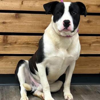 Pit Bull Terrier Dogs Available for Adoption in Mount Pleasant, Texas - Domino II | PetCurious