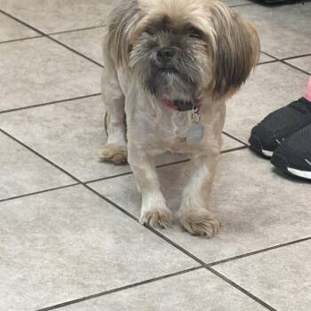 Bella -  Shih Tzu Dog for Adoption in Battle Creek, Michigan - Bella | PetCurious