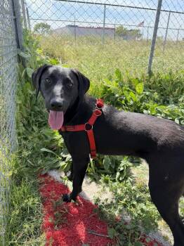 Sunny Cuckoo -  Hound Dog for Adoption in Stockton, California - Sunny Cuckoo | PetCurious