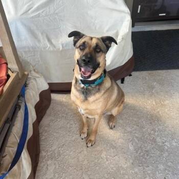 Rescue German Shepherd Dog and Black Mouth Cur Dogs for Adoption in Lavon, Texas - Bubba | PetCurious