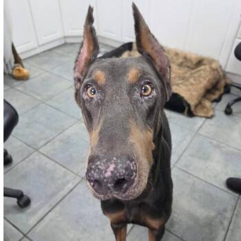 Jedi 3618 -  Doberman Pinscher Dog for Adoption in Oakland Park, Florida - Jedi 3618 | PetCurious
