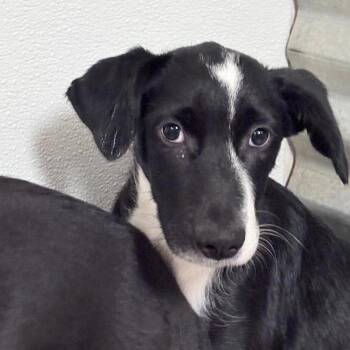 Filbert -  Collie and Black Labrador Retriever Dog for Adoption in North Myrtle Beach, South Carolina - Filbert | PetCurious
