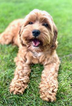 Playful Hazel -  Cavapoo Dog for Adoption in Fort Wayne, Indiana - Playful Hazel | PetCurious