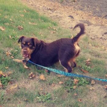 Makoon -  Mixed Breed Dog for Adoption in Corvallis, Oregon - Makoon | PetCurious