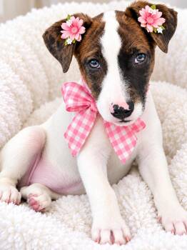Border Collie , lab mix pup female -  Border Collie and Labrador Retriever Dog for Adoption in Mount Laurel Township, New Jersey - Border Collie , Lab Mix Pup Female | PetCurious