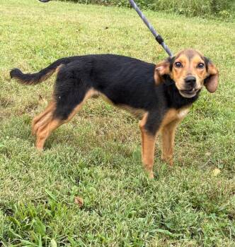 Mr. So Handsome -  Beagle and Coonhound Dog for Adoption in Murray, Kentucky - Mr. So Handsome | PetCurious