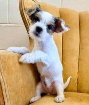 Kit -  Terrier and Mixed Breed Dog for Adoption in Madison, Georgia - Kit | PetCurious