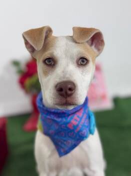 Labrador Retriever and Terrier Dogs Available for Adoption - Eva | PetCurious