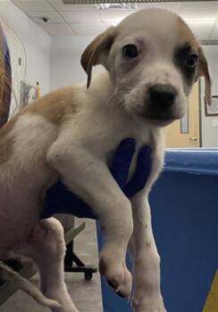 Mixed Breed Dogs Available for Adoption - SHREK | PetCurious