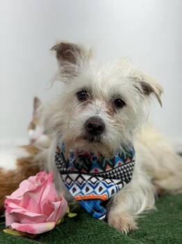 Cousin Freddy-One of our Amazing Rescue Dogs -  West Highland White Terrier Westie and Maltese Dog for Adoption in Carlsbad, California - Cousin Freddy-One Of Our Amazing Rescue Dogs | PetCurious