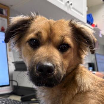 Spaniel Dogs Available for Adoption in Greenville, South Carolina - Shelby | PetCurious