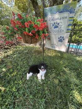 Auggie -  Newfoundland Dog Dog for Adoption in Willingboro, New Jersey - Auggie | PetCurious
