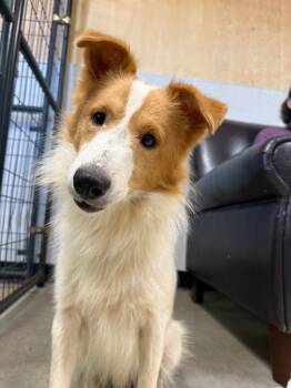 Rescue Shetland Sheepdog Sheltie Dogs for Adoption in Archbold, Ohio - Arthur | PetCurious