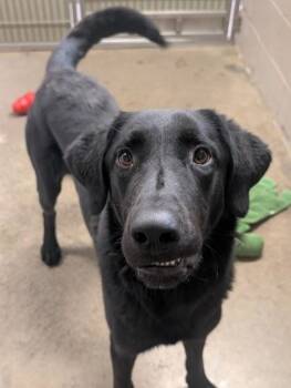 Labrador Retriever Dogs Available for Adoption in Sacramento, California - Pluto | PetCurious
